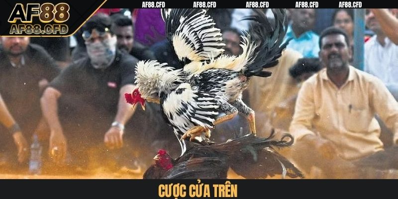 Cược cửa trên