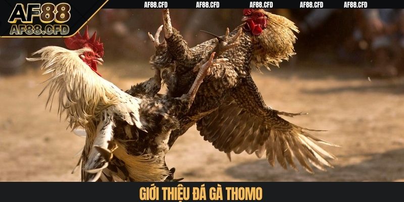 Giới thiệu đá gà Thomo